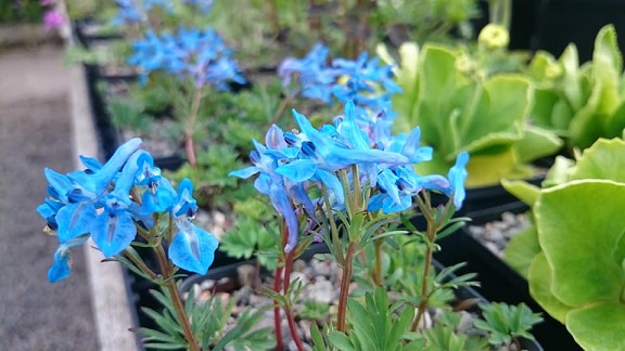 Corydalis cashmeriana - 8cm pot 